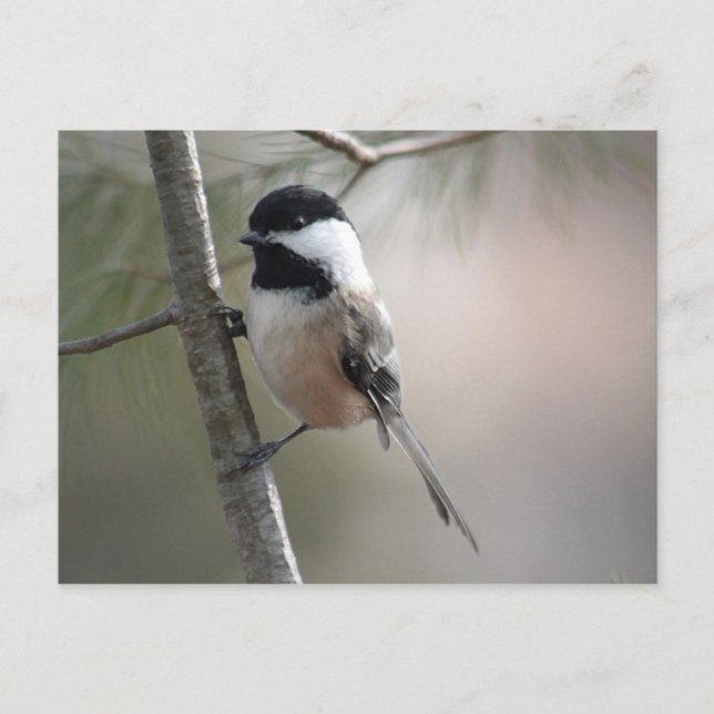 Chickadee Postcard (Front)