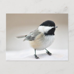 Chickadee Postcard