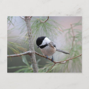 Chickadee Postcard