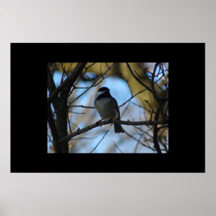Chickadee Poster