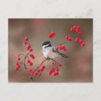 CHICKADEE & RED BERRIES by SHARON SHARPE