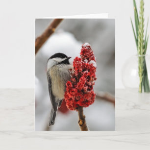 Chickadee Winter Holiday Greeting Card