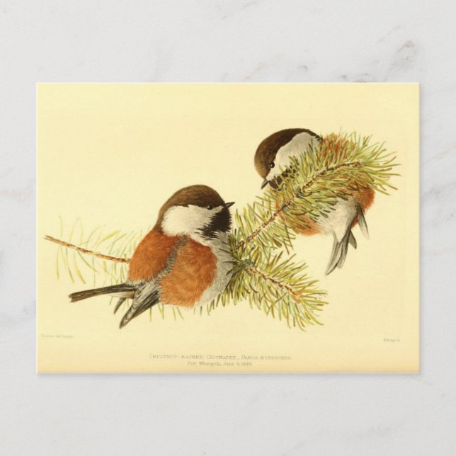 Chickadees Postcard (Front)