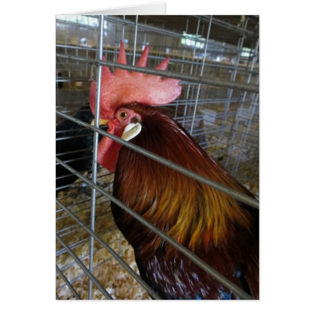 Chicken (Front)
