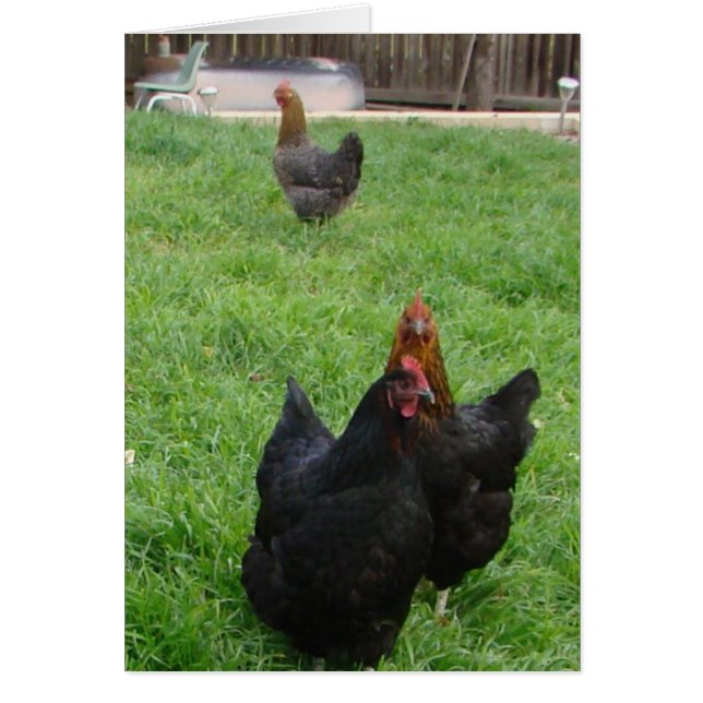 Chicken (Front)