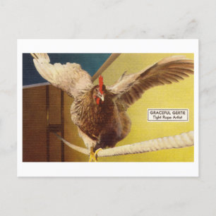Chicken Acrobat Walking a Tight Rope Oddity Postcard