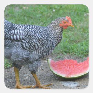 Chicken and Watermelon Sticker