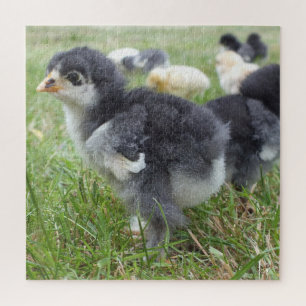 chicken, animal, chick, bird, farm, cute, puzzle, jigsaw puzzle