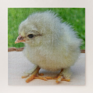 chicken, animal, chick, bird, farm, cute, puzzle, jigsaw puzzle