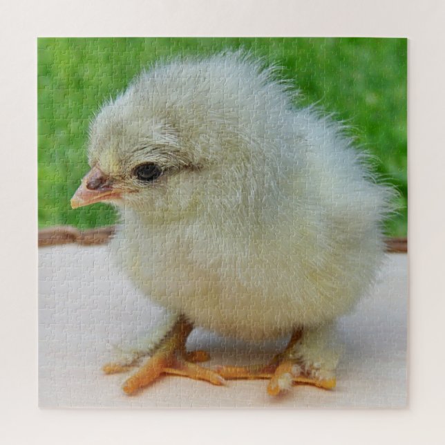 chicken, animal, chick, bird, farm, cute, puzzle, jigsaw puzzle (Vertical)