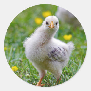 Chicken Baby Chick Photo Classic Round Sticker