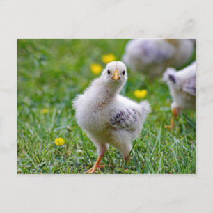 Chicken Baby Chick Photo Postcard