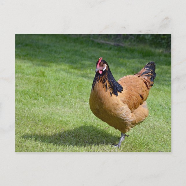 Chicken Black and Gold Vorwerk Photo Postcard (Front)