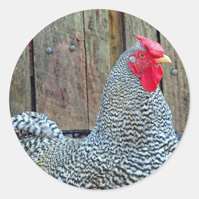 Chicken Black and White Rooster Photo Classic Round Sticker (Front)