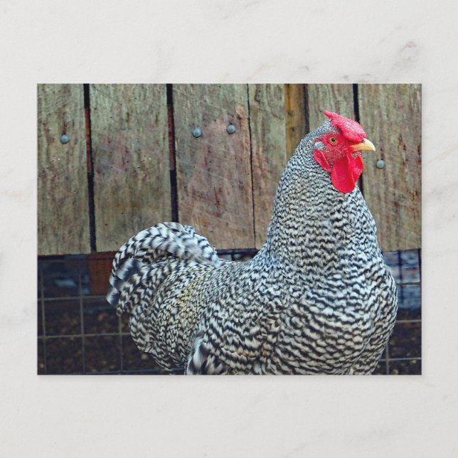 Chicken Black and White Rooster Photo Postcard (Front)