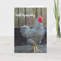 Chicken Black and White Rooster Photo Sympathy