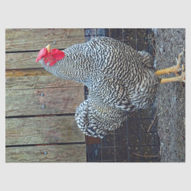 Chicken Black and White Rooster Photo Tissue Paper (Front)