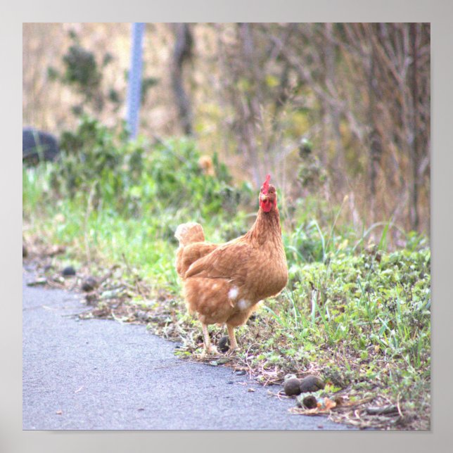Chicken by the Road Poster (Front)