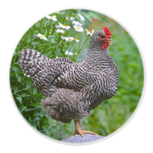 Chicken Ceramic Knob (Front)