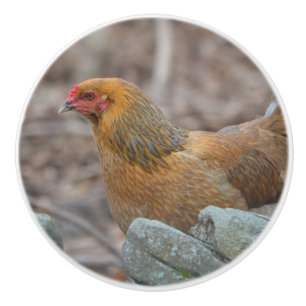 Chicken Ceramic Knob