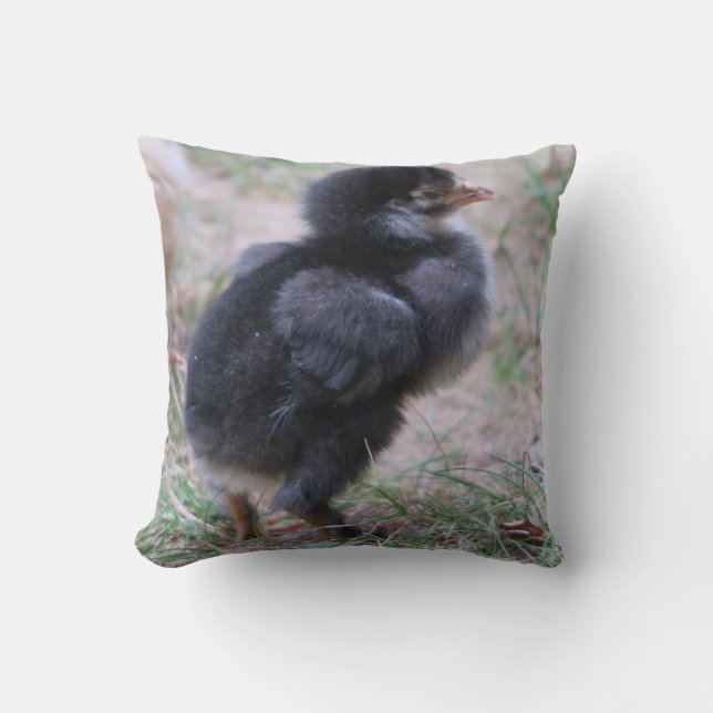 chicken, chicks, chickens, chick, animal, bird, cushion (Front)