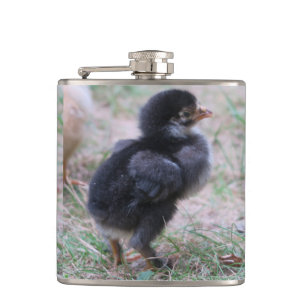 chicken, chicks, chickens, chick, animal, bird, hip flask