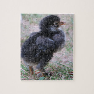 chicken, chicks, chickens, chick, animal, bird, jigsaw puzzle