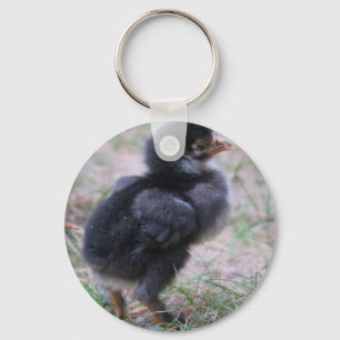 chicken, chicks, chickens, chick, animal, bird, key ring