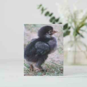 chicken, chicks, chickens, chick, animal, bird, postcard