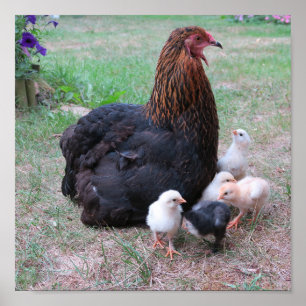 chicken, chicks, chickens, chick, animal, bird, poster