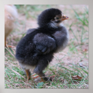 chicken, chicks, chickens, chick, animal, bird, poster