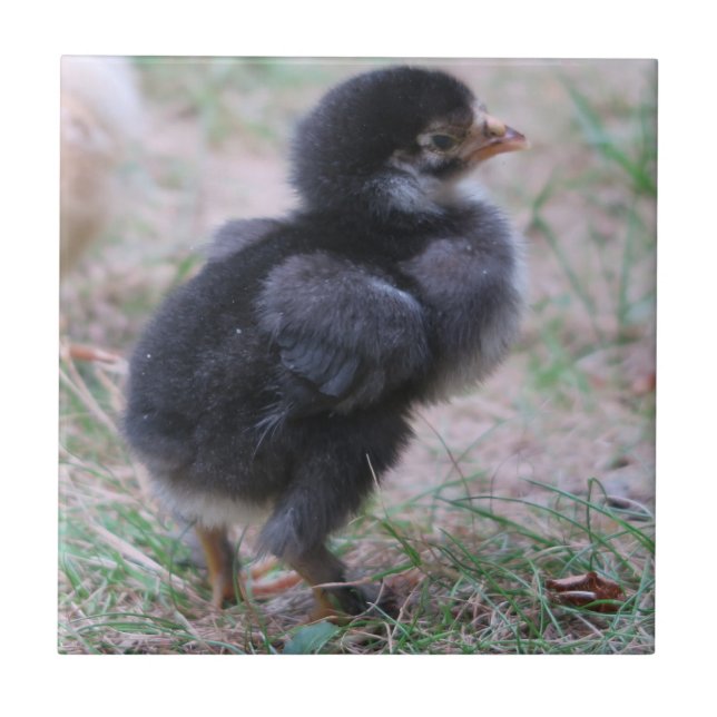 chicken, chicks, chickens, chick, animal, bird, tile (Front)