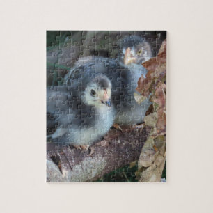 Chicken chicks jigsaw puzzle