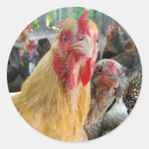 Chicken Classic Round Sticker
