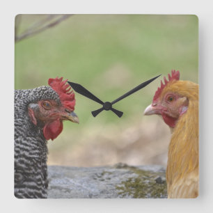 Chicken Clock