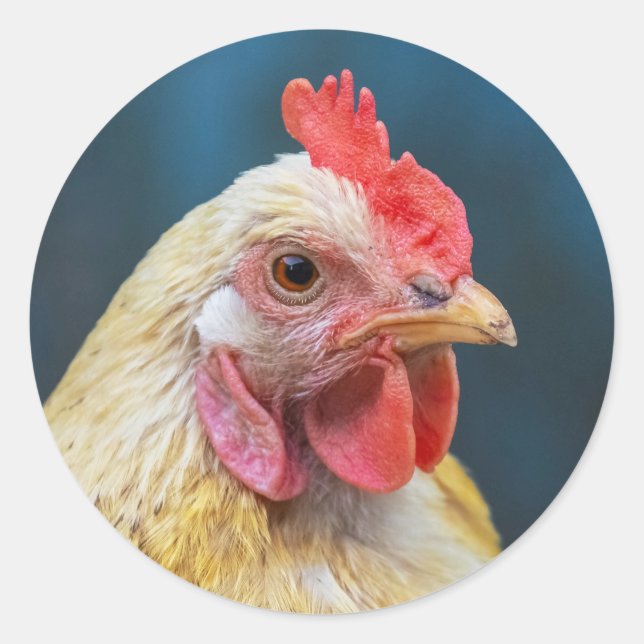 Chicken Close-Up Classic Round Sticker (Front)