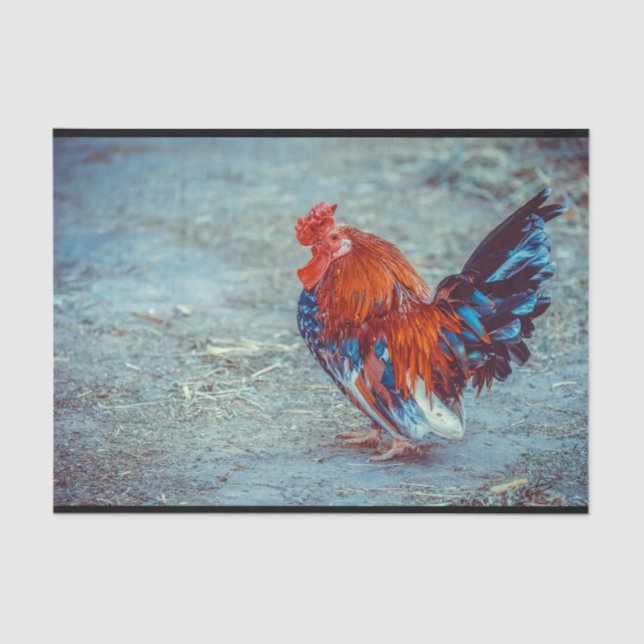 Chicken Colourful Rooster Photo Tissue Paper (Front)
