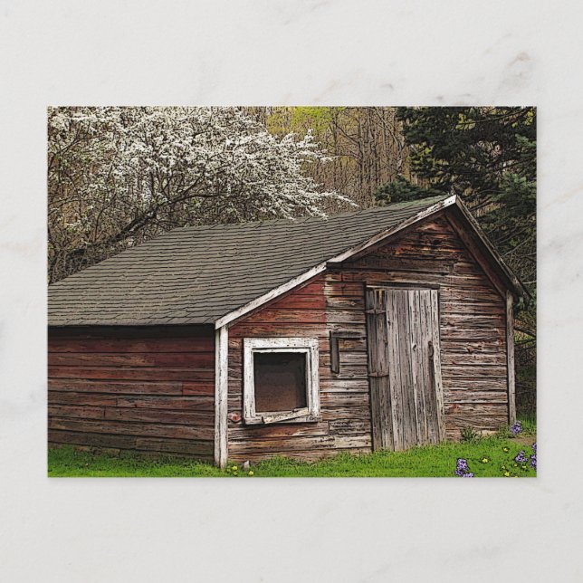 Chicken Coop in Spring Postcard (Front)