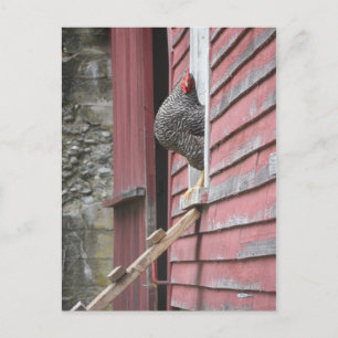 Chicken Coop Postcard