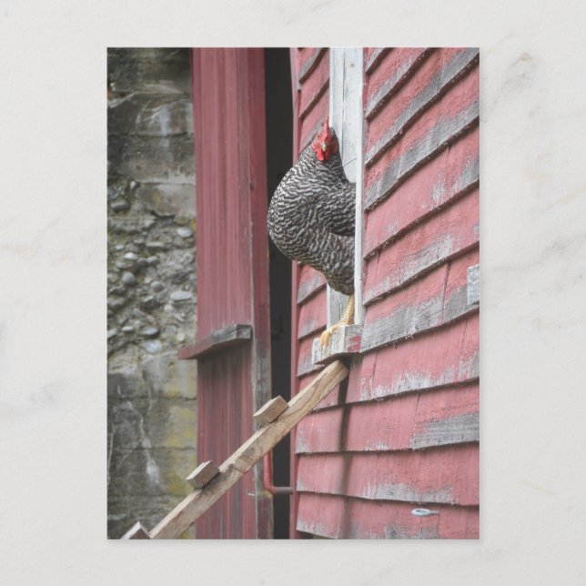 Chicken Coop Postcard (Front)