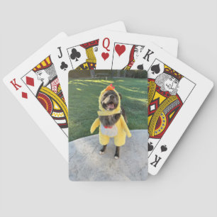 chicken dog playing cards