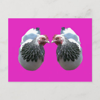CHICKEN DUO ON MAGENTA POSTCARD