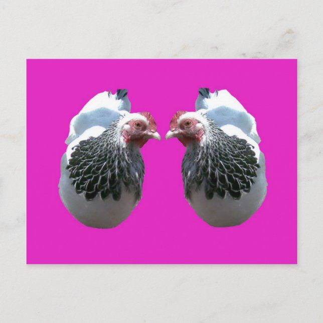 CHICKEN DUO ON MAGENTA POSTCARD (Front)