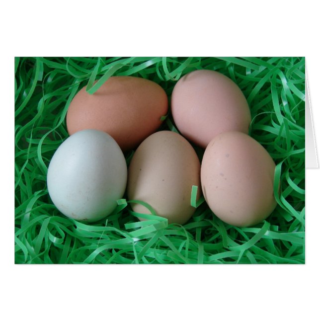 Chicken Eggs (Front Horizontal)
