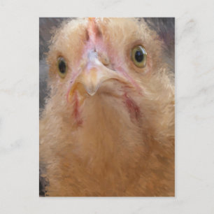 Chicken Face Postcard