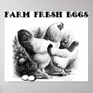 Chicken Farm Fresh Eggs Art Poster