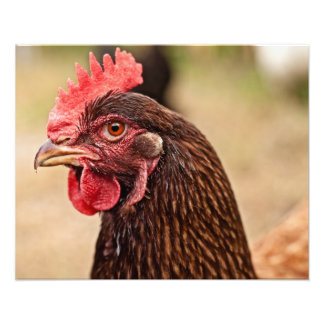 Chicken head! photo print