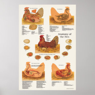 Chicken Hen Anatomy Poster
