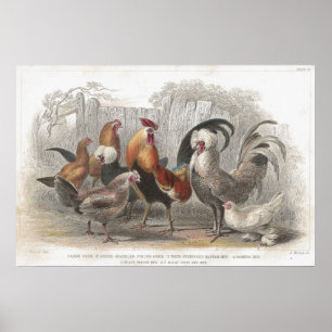 Chicken & Hen Antique Lithographic print
