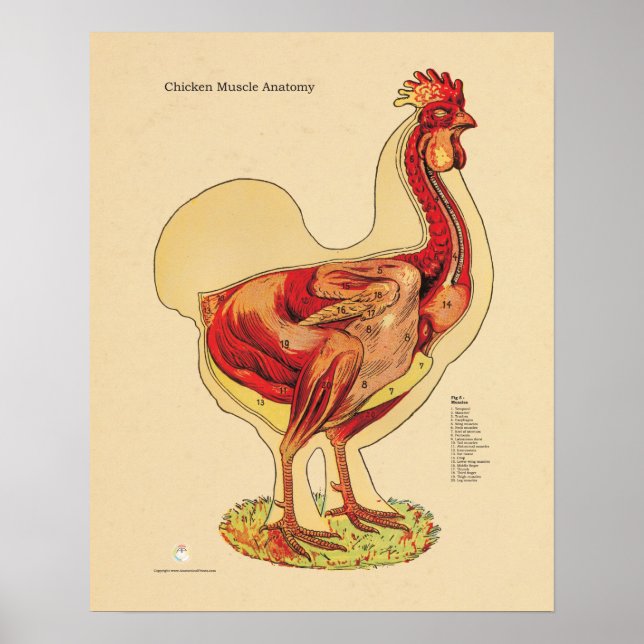 Chicken Hen Muscle Anatomy Chart Veterinary (Front)